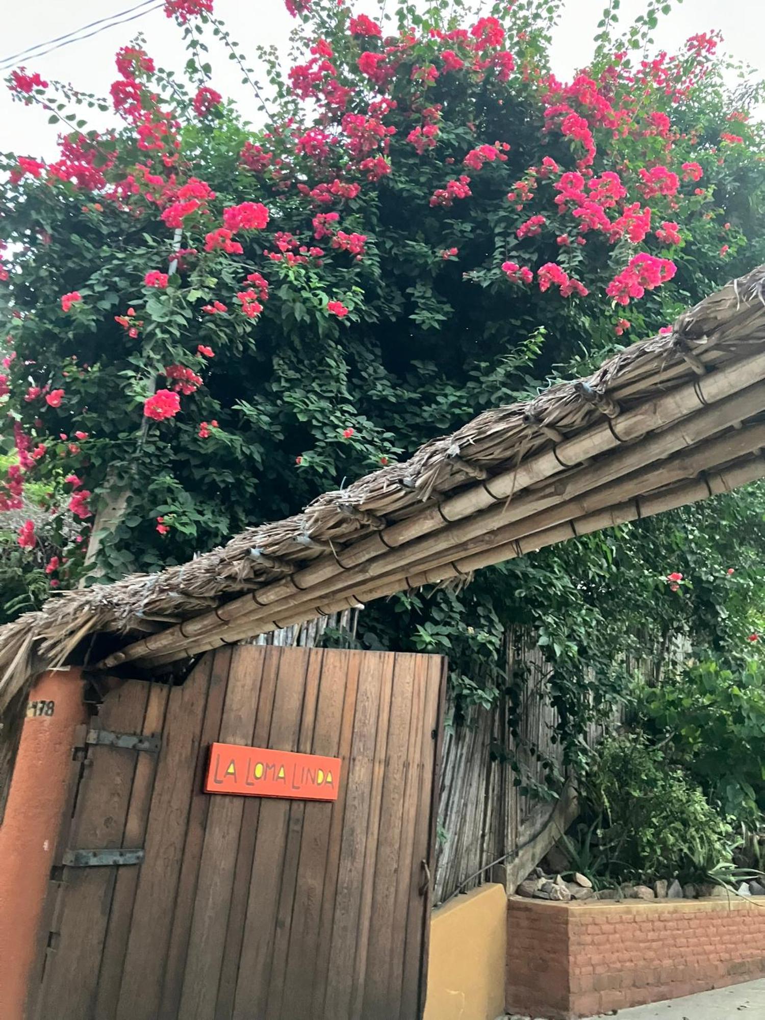 La Loma Linda, Bungalows, Yoga And Feldenkrais, Starlink Internet Zipolite Exteriör bild