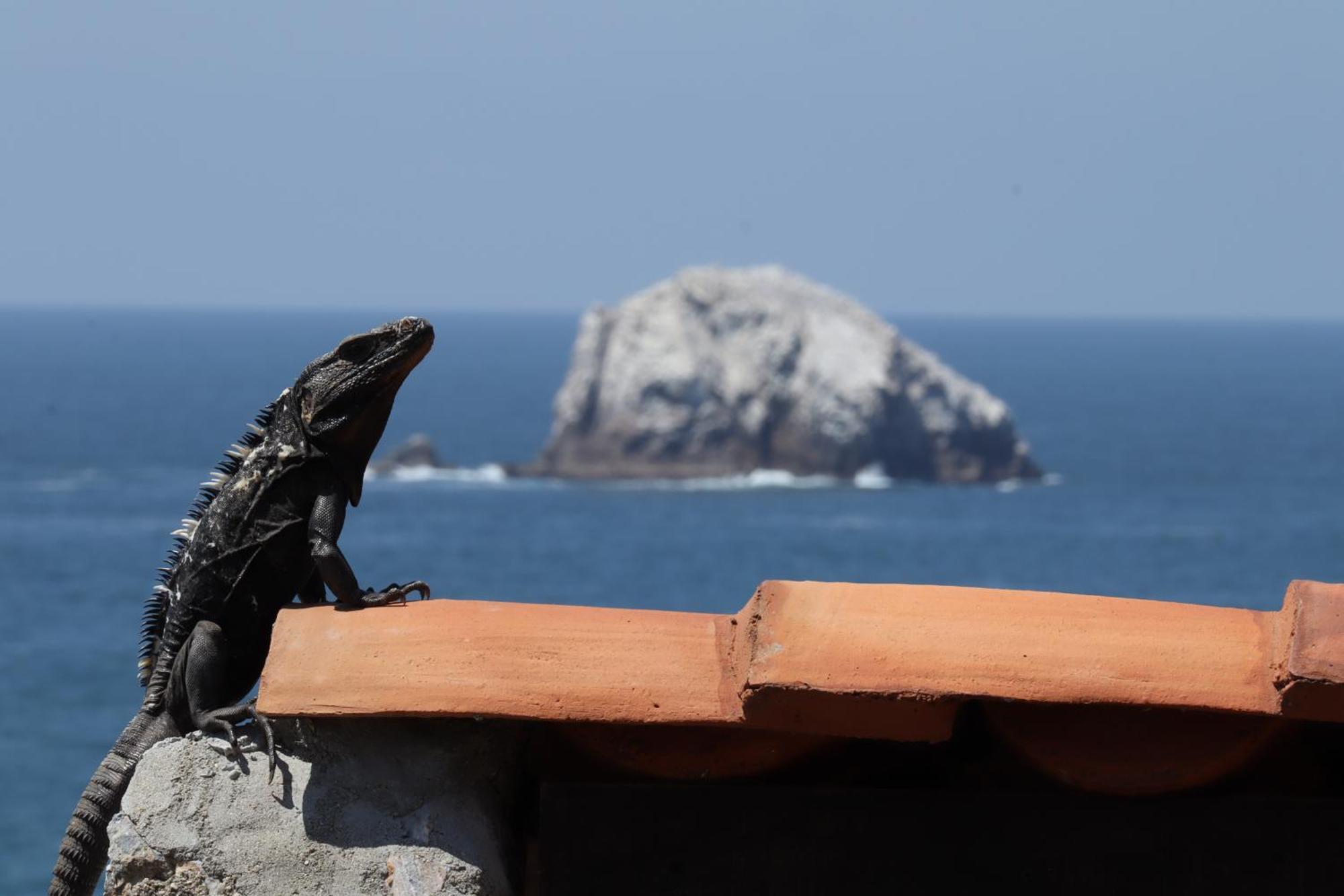 La Loma Linda, Bungalows, Yoga And Feldenkrais, Starlink Internet Zipolite Exteriör bild