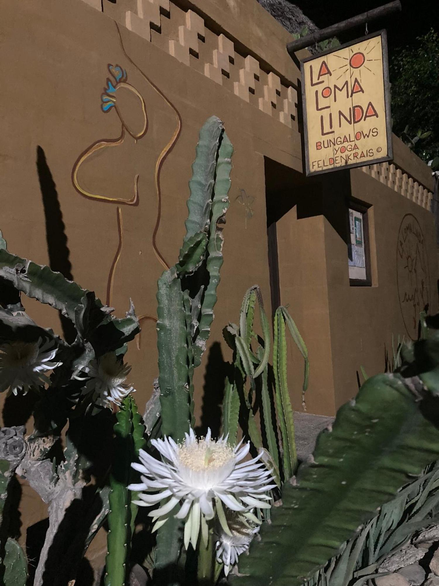 La Loma Linda, Bungalows, Yoga And Feldenkrais, Starlink Internet Zipolite Exteriör bild